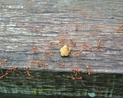 Malaysia - Borneo - Sepilok Nature Resort