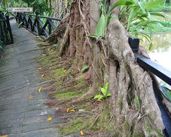 Malaysia - Borneo - Sepilok Nature Resort