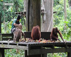 Malaysia - Borneo - Sepilok Orang Utan Rehabilitation Centre