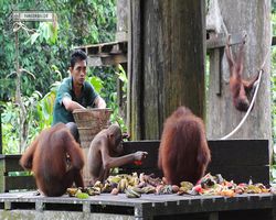 Malaysia - Borneo - Sepilok Orang Utan Rehabilitation Centre