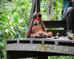 Malaysia - Borneo - Sepilok Orang Utan Rehabilitation Centre