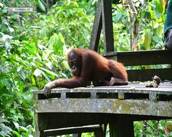 Malaysia - Borneo - Sepilok Orang Utan Rehabilitation Centre
