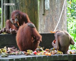 Malaysia - Borneo - Sepilok Orang Utan Rehabilitation Centre