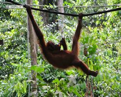 Malaysia - Borneo - Sepilok Orang Utan Rehabilitation Centre