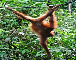 Malaysia - Borneo - Sepilok Orang Utan Rehabilitation Centre