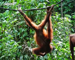 Malaysia - Borneo - Sepilok Orang Utan Rehabilitation Centre