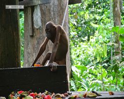 Malaysia - Borneo - Sepilok Orang Utan Rehabilitation Centre
