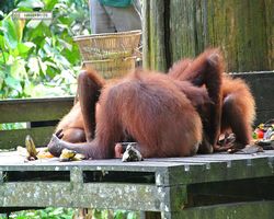 Malaysia - Borneo - Sepilok Orang Utan Rehabilitation Centre