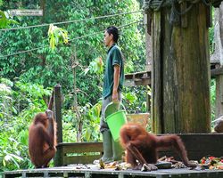 Malaysia - Borneo - Sepilok Orang Utan Rehabilitation Centre