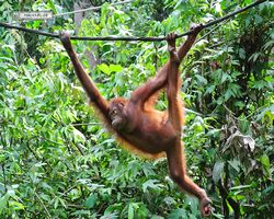 Malaysia - Borneo - Sepilok Orang Utan Rehabilitation Centre