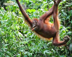 Malaysia - Borneo - Sepilok Orang Utan Rehabilitation Centre