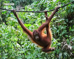 Malaysia - Borneo - Sepilok Orang Utan Rehabilitation Centre