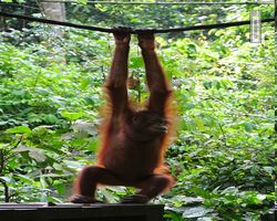 Malaysia - Borneo - Sepilok Orang Utan Rehabilitation Centre