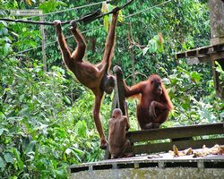 Malaysia - Borneo - Sepilok Orang Utan Rehabilitation Centre