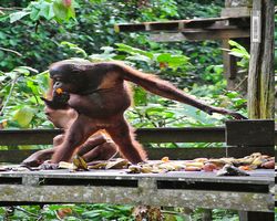 Malaysia - Borneo - Sepilok Orang Utan Rehabilitation Centre