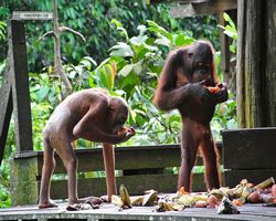Malaysia - Borneo - Sepilok Orang Utan Rehabilitation Centre