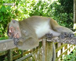 Malaysia - Borneo - Sepilok Orang Utan Rehabilitation Centre