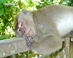 Malaysia - Borneo - Sepilok Orang Utan Rehabilitation Centre