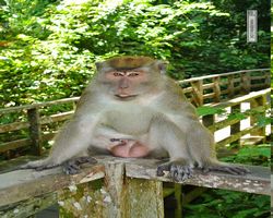 Malaysia - Borneo - Sepilok Orang Utan Rehabilitation Centre