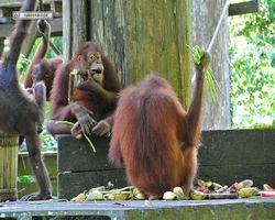 Malaysia - Borneo - Sepilok Orang Utan Rehabilitation Centre