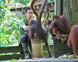 Malaysia - Borneo - Sepilok Orang Utan Rehabilitation Centre