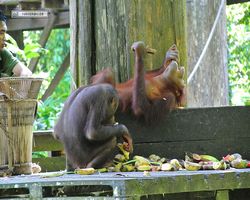 Malaysia - Borneo - Sepilok Orang Utan Rehabilitation Centre