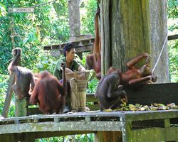 Malaysia - Borneo - Sepilok Orang Utan Rehabilitation Centre