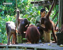 Malaysia - Borneo - Sepilok Orang Utan Rehabilitation Centre