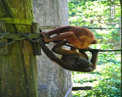Malaysia - Borneo - Sepilok Orang Utan Rehabilitation Centre