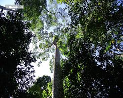 Malaysia - Borneo - Sepilok Orang Utan Rehabilitation Centre