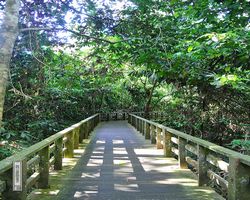 Malaysia - Borneo - Sepilok Orang Utan Rehabilitation Centre