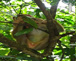 Malaysia - Borneo - Sepilok Orang Utan Rehabilitation Centre