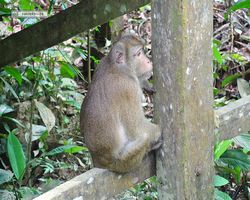 Malaysia - Borneo - Sepilok Orang Utan Rehabilitation Centre