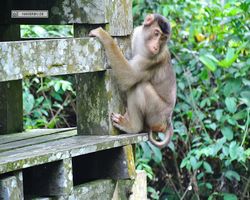 Malaysia - Borneo - Sepilok Orang Utan Rehabilitation Centre