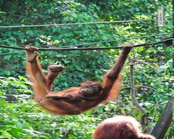 Malaysia - Borneo - Sepilok Orang Utan Rehabilitation Centre