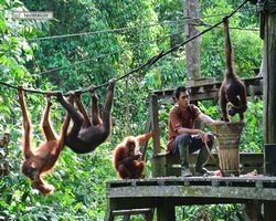 Malaysia - Borneo - Sepilok Orang Utan Rehabilitation Centre