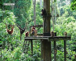 Malaysia - Borneo - Sepilok Orang Utan Rehabilitation Centre
