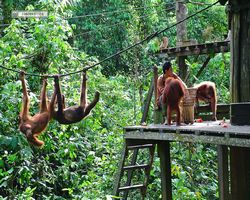 Malaysia - Borneo - Sepilok Orang Utan Rehabilitation Centre