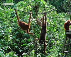 Malaysia - Borneo - Sepilok Orang Utan Rehabilitation Centre