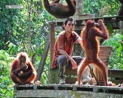 Malaysia - Borneo - Sepilok Orang Utan Rehabilitation Centre