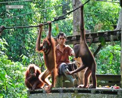 Malaysia - Borneo - Sepilok Orang Utan Rehabilitation Centre