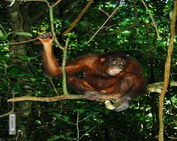 Malaysia - Borneo - Sepilok Orang Utan Rehabilitation Centre
