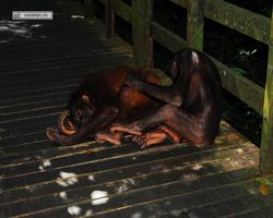 Malaysia - Borneo - Sepilok Orang Utan Rehabilitation Centre