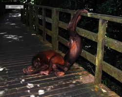 Malaysia - Borneo - Sepilok Orang Utan Rehabilitation Centre