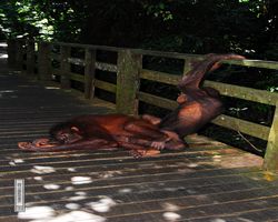 Malaysia - Borneo - Sepilok Orang Utan Rehabilitation Centre
