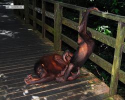 Malaysia - Borneo - Sepilok Orang Utan Rehabilitation Centre