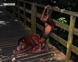 Malaysia - Borneo - Sepilok Orang Utan Rehabilitation Centre