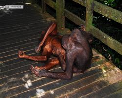 Malaysia - Borneo - Sepilok Orang Utan Rehabilitation Centre