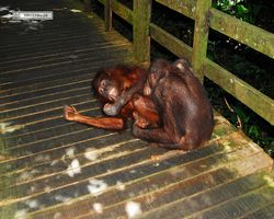 Malaysia - Borneo - Sepilok Orang Utan Rehabilitation Centre