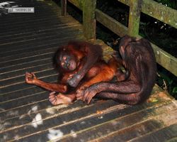 Malaysia - Borneo - Sepilok Orang Utan Rehabilitation Centre